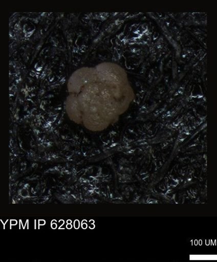 undet. Foraminiferida