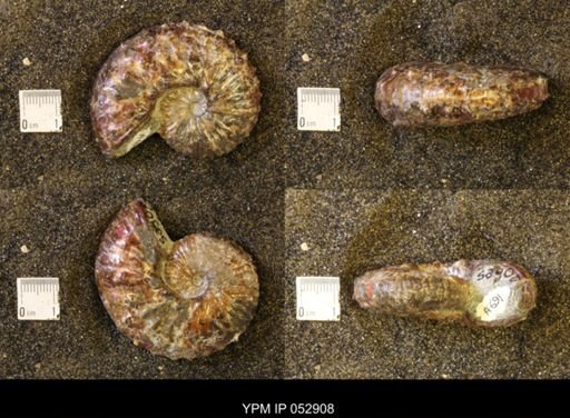 Discoscaphites gulosus