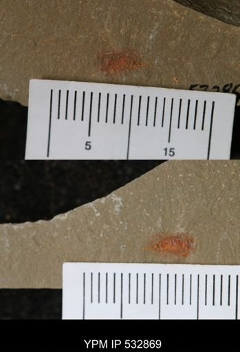 undet. Synziphosurina