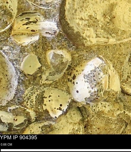 Corbulamella sp.