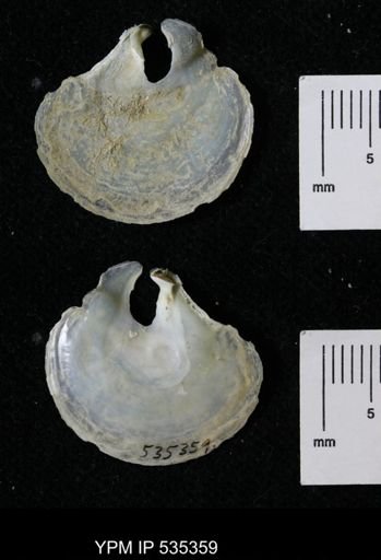 Anomia glabra