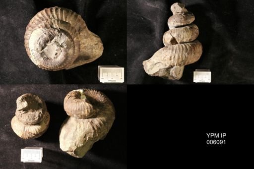 Helicoceras stevensoni