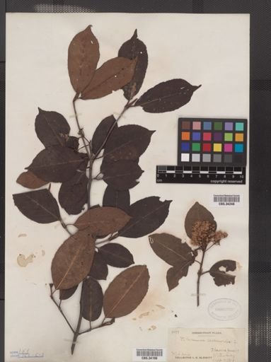 Viburnum cassinoides