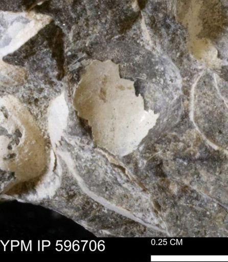 Limopsis striatopunctatus