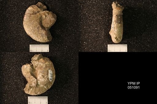 Hoploscaphites nicolletii
