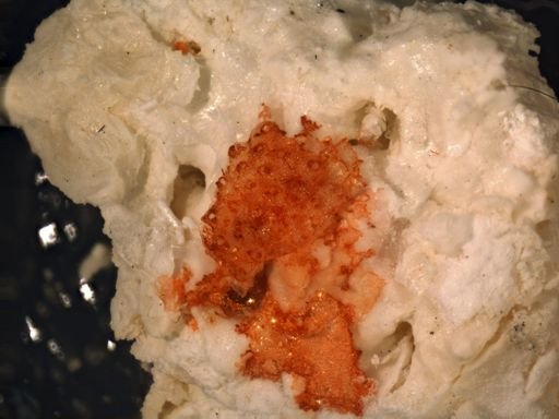Parasmittina nr. hastingsae