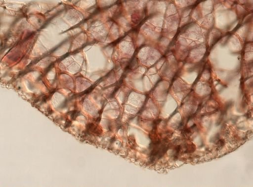 Callyspongia armigera