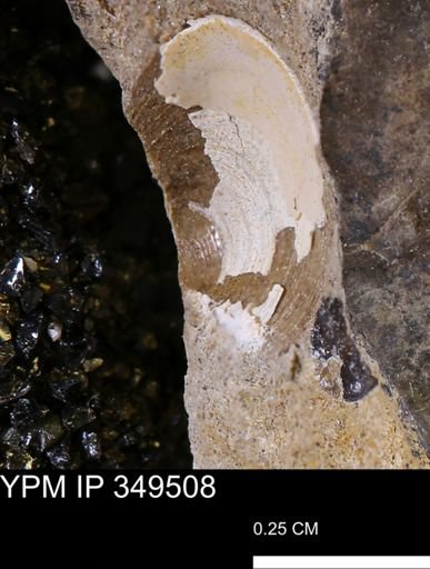 undet. Bivalvia