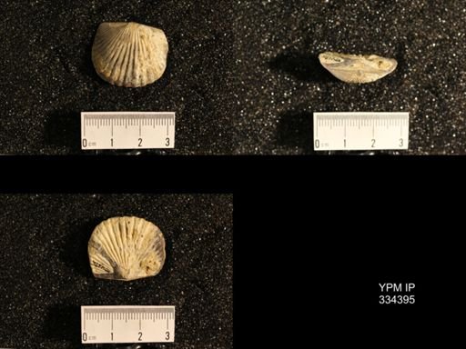 Dinorthis transversa
