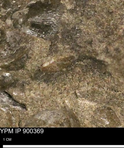 Anomia gryphorhyncha