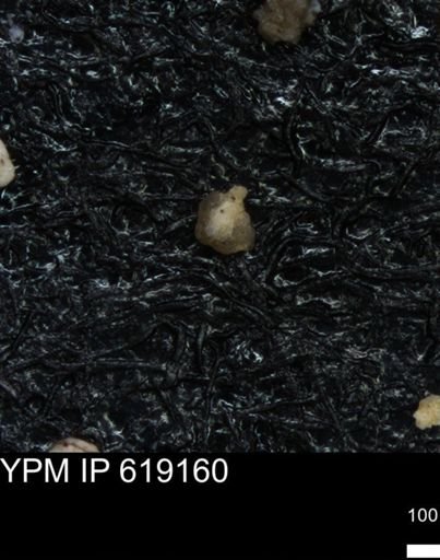 undet. Foraminiferida