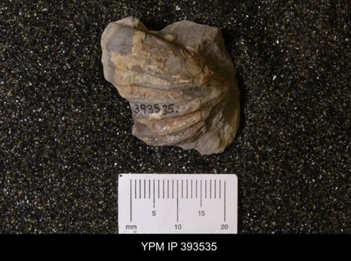 Scaphites sp.