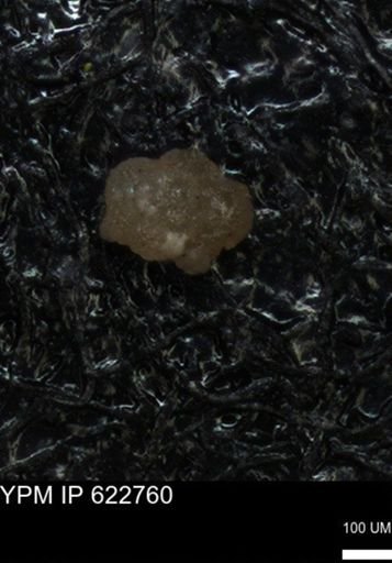 undet. Foraminiferida