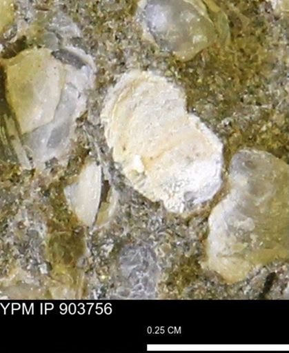 undet. Bivalvia