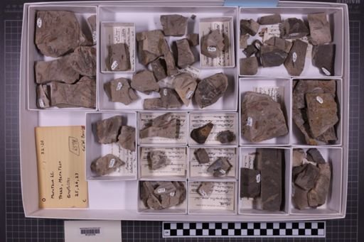 mixed taxa, stratigraphic collection