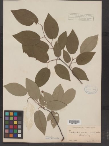 Amelanchier arborea