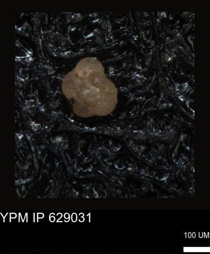 undet. Foraminiferida