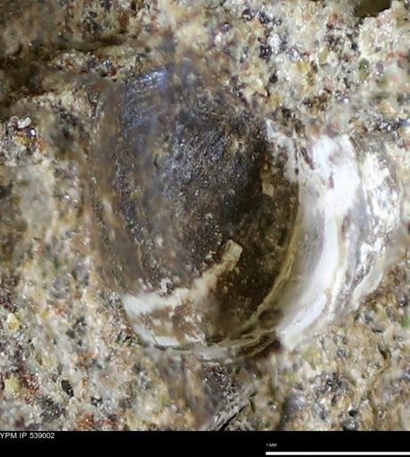 Corbulamella gregaria