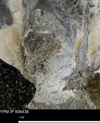 undet. Ostreacea