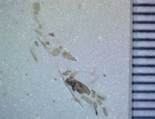 undet. Arthropoda