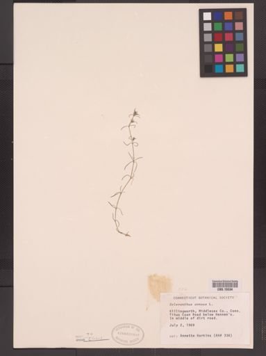 Scleranthus annuus
