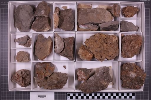 mixed taxa, stratigraphic collection