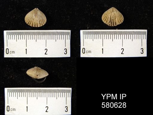 Rhynchotrema inaequivalis?