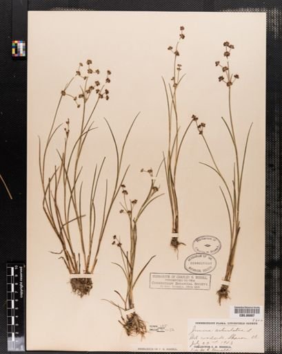 Juncus articulatus