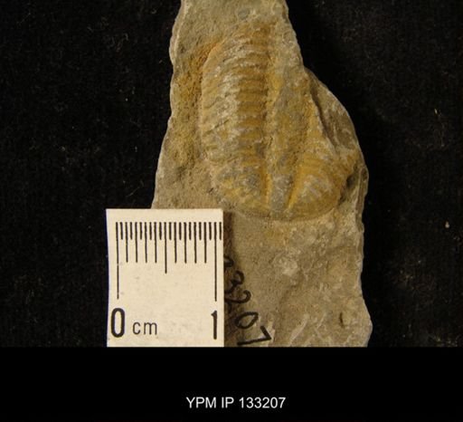 Phacops rana