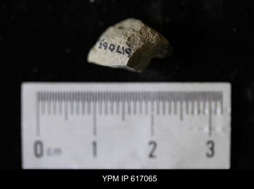 undet. Bivalvia