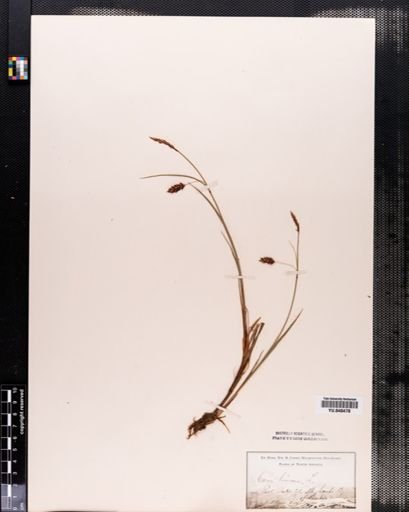 Carex limosa