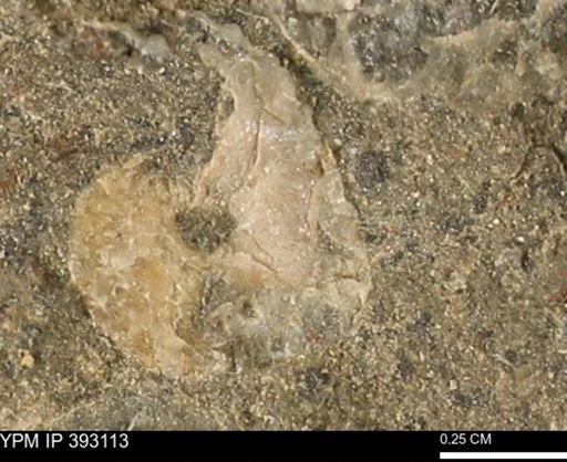 Scaphites sp.
