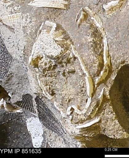 Limopsis striatopunctatus