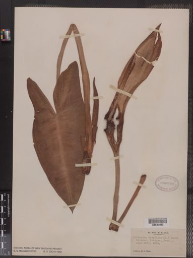 Peltandra virginica