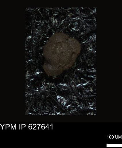 undet. Foraminiferida