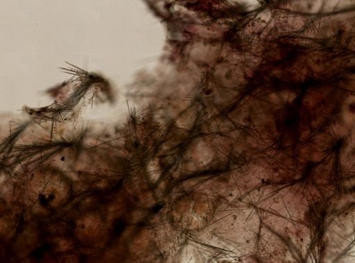 cf. Clathria (Microciona)