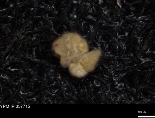 undet. Foraminiferida