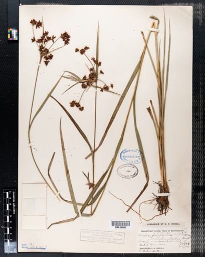 Scirpus polyphyllus