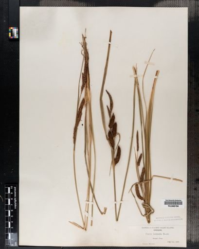 Carex