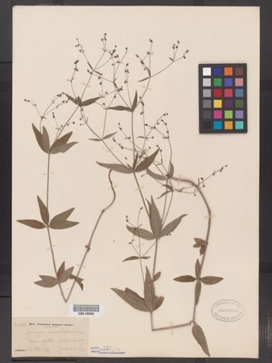 Galium lanceolatum