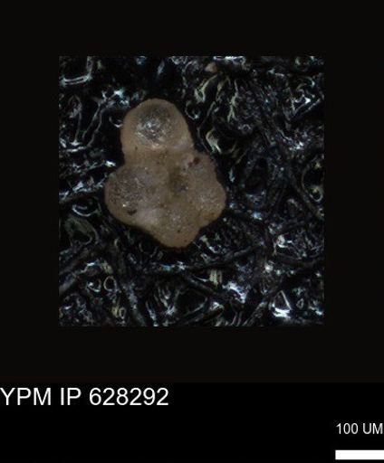 undet. Foraminiferida