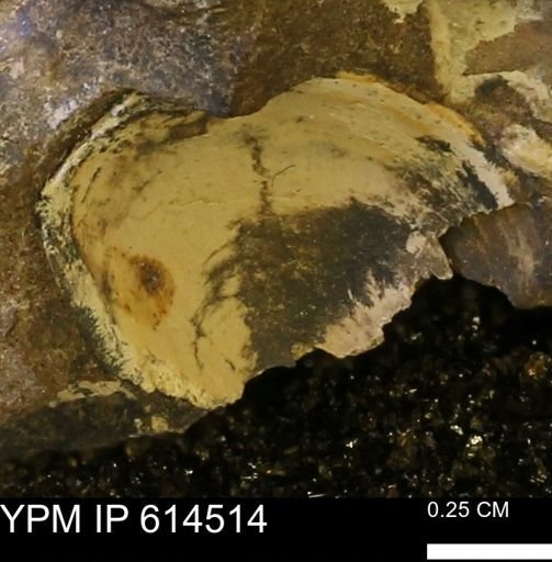 undet. Bivalvia