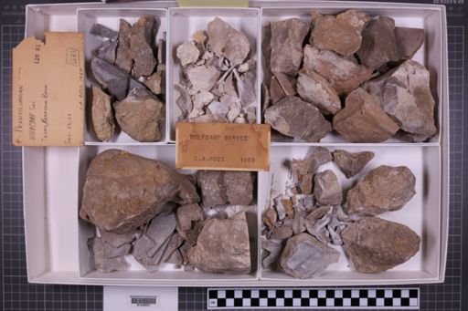 mixed taxa, stratigraphic collection