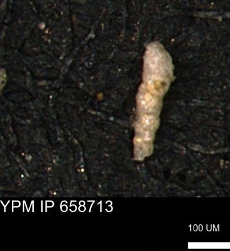 Verneuilinoides kansasensis
