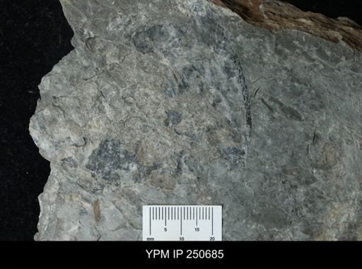 undet. Carcinosomatidae
