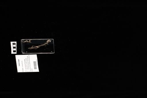 Sceloporus virgatus