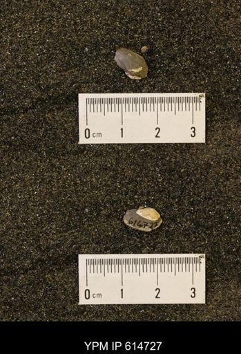 Parallelodon (Cosmetodon) sulcatinus