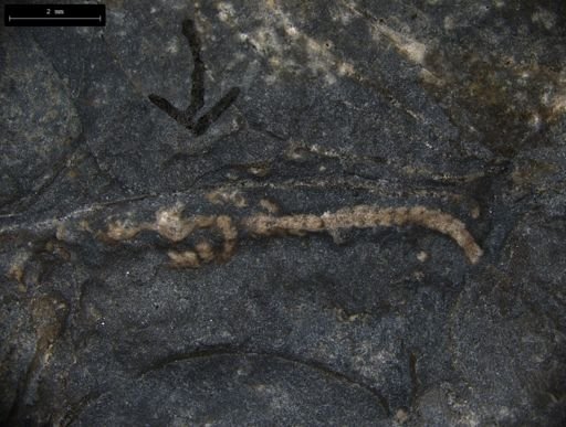 Aplocoma damesii