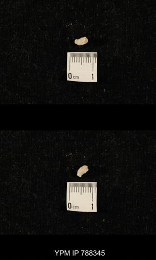 taxon undetermined