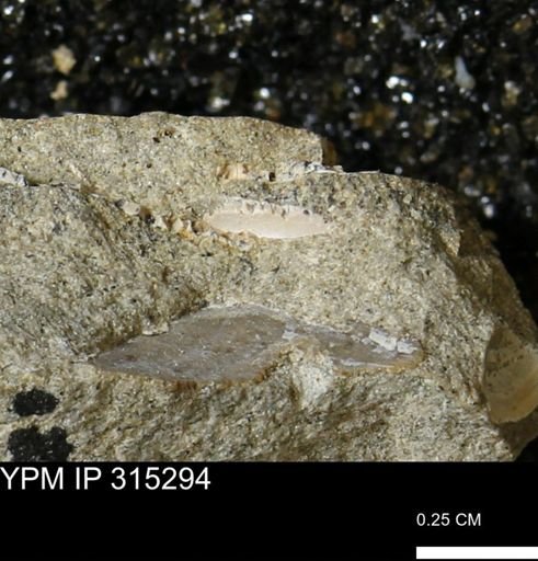 undet. Mollusca